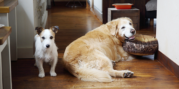 シニア犬との幸せのカタチ